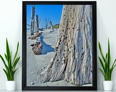 Driftwood, Florida Beach, Abstract Nature Fine Art Photo on Metal, Canvas, Paper