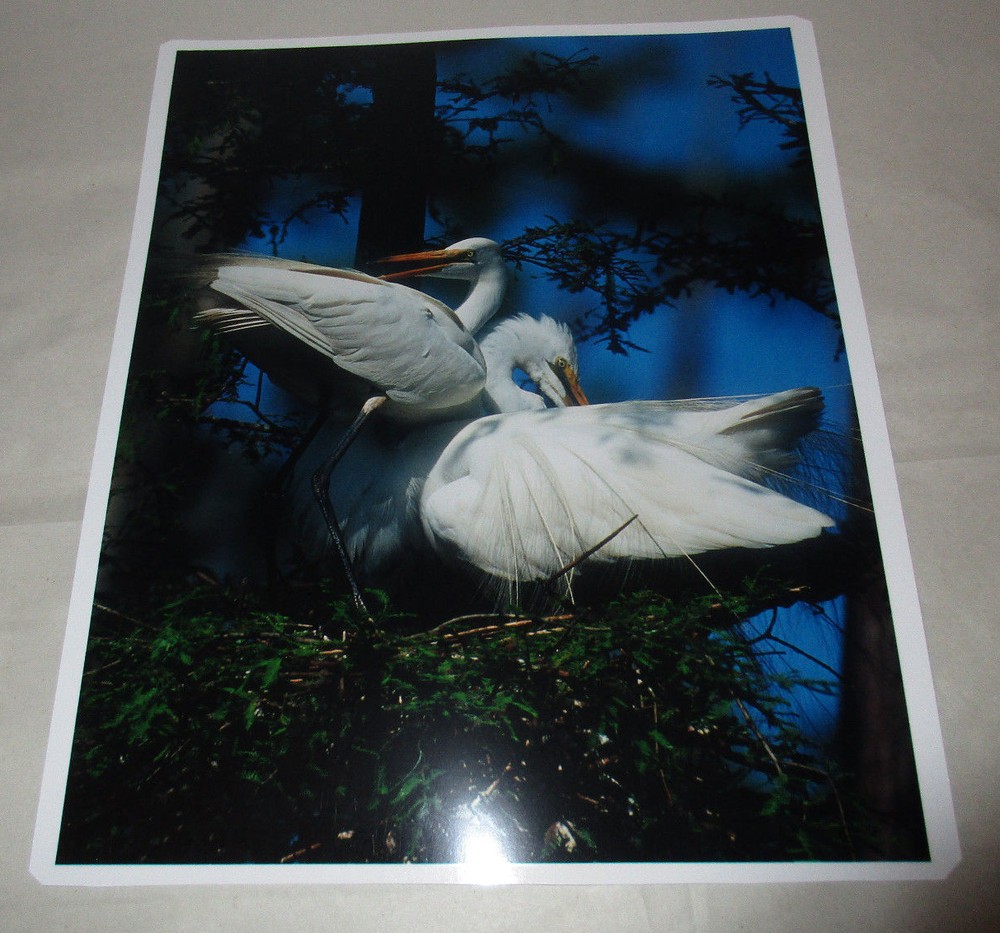 Beautiful Photograph of Great White Egrets, Louisiana 8 x10 Kodak Picture Maker
