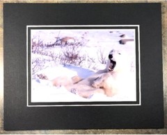 Polar Bear Photograph Matted Signed By Photographer Rosalind Philips 8 X 10”