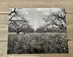 Fine Art Photography Black & White Print Orchard
