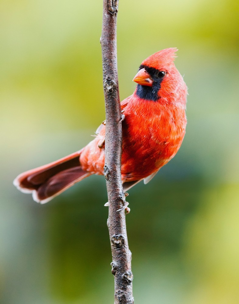 Northern Cardinal Bird 11×14 Photograph Print 11″x14″