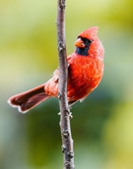 Northern Cardinal Bird 11×14 Photograph Print 11″x14″