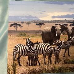 Paul Gruner elephant & zebra safari Metal Art Signed