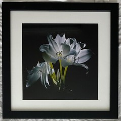 Jim Collier «Lily» Framed Photograph, Print (12″x12″) Flawless Reference Quality