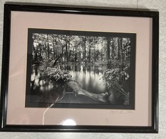 Clyde Butcher Signed Photograph Loxahatchee River #1 Framed 9.5” X 6.5” Photo