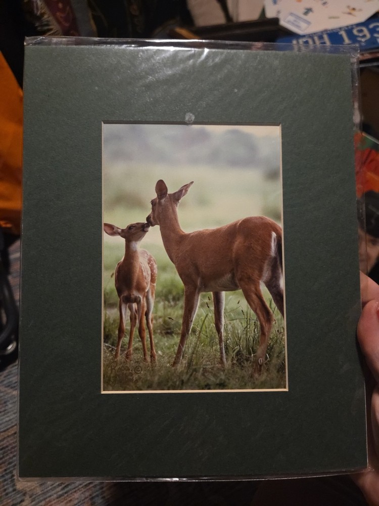 Nature Photograph Deer Doe And Fawn 4×6 Matted To 8×10