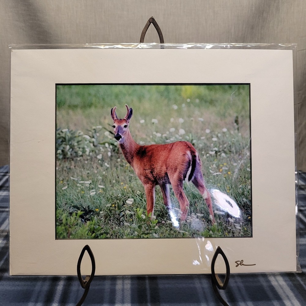 Nature Photography Deer Young Buck – Artist Signed 9.5″×7.5″ Photo