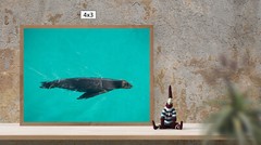 A Sea Lion Swimming, High Resolution Image, Many Formats, TV Art