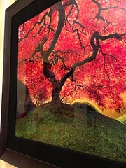 Peter Lik «Tree of Life” Signed, Limited Edition, Photo #12/950 1.5M SOLD OUT
