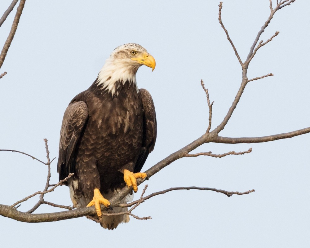 Bald Eagle #3 8×10 8″x10″ Photograph Print