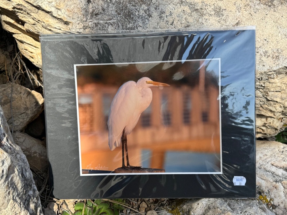 Artist Greg Arbutine 8″x10″ Photograph in 11″x14″ black mat «Florida Egret»