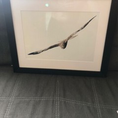 Beautiful Photograph of Bird of Pray! FRAMED! Ready to Hang!