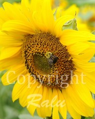 Bee on a Sunflower 11×14 Matted Original Photography Photo Print Nature Flowers