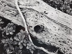 Richard Garrod, gelatin silver B&W photography art original