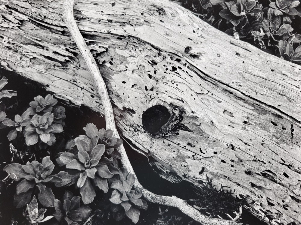Richard Garrod, gelatin silver B&W photography art original