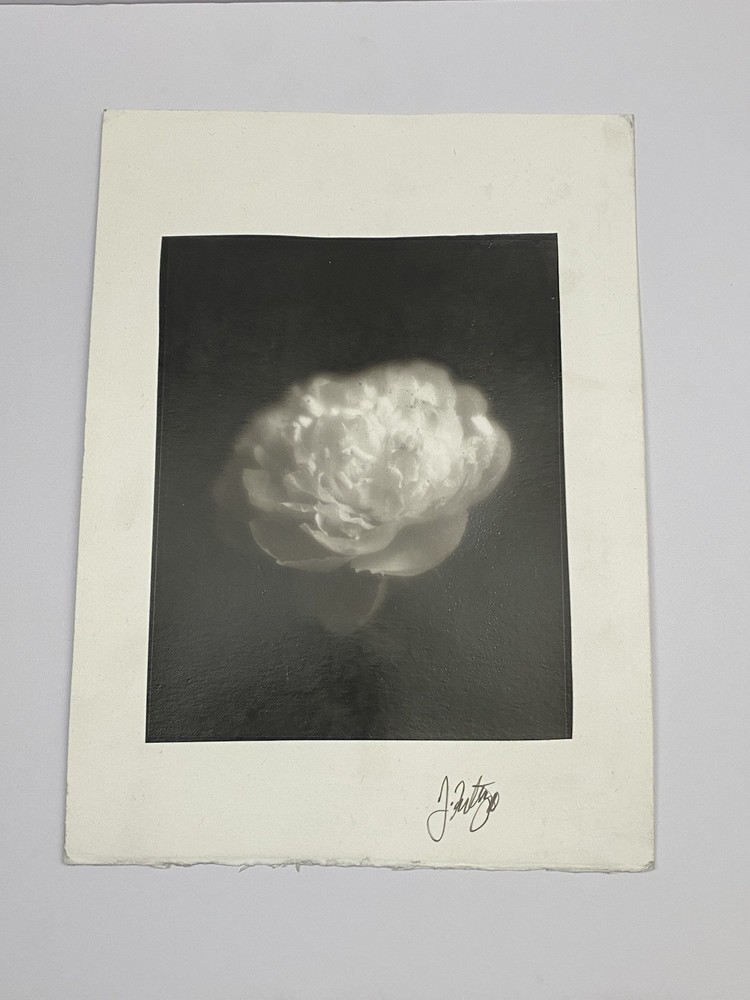 Jim Fitzgerald Untitled Photo Flower Signed Photograph Carbon Transfer