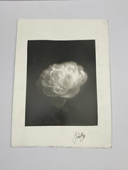 Jim Fitzgerald Untitled Photo Flower Signed Photograph Carbon Transfer