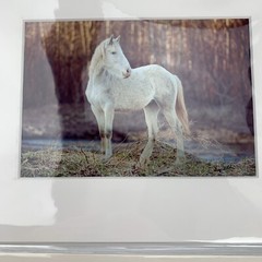 White Horse Pictures (Lot of 2) Animals Outdoors Photos