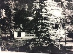 Orig. 1960’s Photograph PATA «Palms & Huts» New Calcedonia 11.5″ x 9.75″