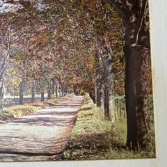 Matted Landscape of Trees and Road Looks Like Autumn Fall Colors