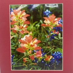 Matted Pink Blue Flowers Photo Print 11 X 14 Wall Art Gallery Decor