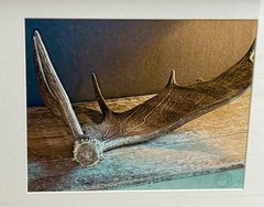 «Antler» Original Signed Framed Photo Art Rustic Nature Deer Decor 11 X 13 OOAK