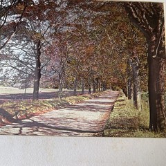 Matted Landscape of Trees and Road Looks Like Autumn Fall Colors