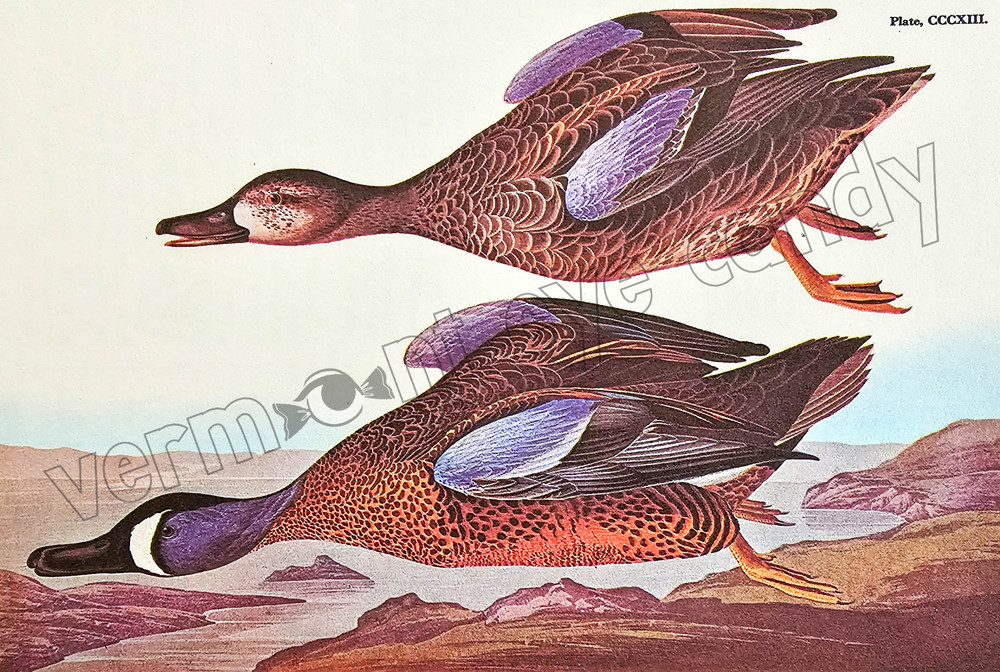 Blue-Winged Teal Audubon Bird Art DIGITAL DOWNLOAD Print at Home Wall Décor