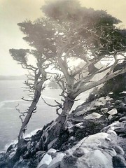 Leopold Hugo Signed Monterey Coast Cyprus Photograph