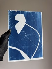 Botanical Cyanotype Print | Handmade Blue Sun Print | Fine Art Photography 20×30