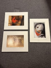 Moose, Cardinal, And Puffin Photographs 10 X 8 And 8 X 10 Barely Used