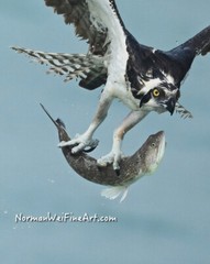 Hey dude…let me go! an 8 x10 color print of an osprey and its lizard fish