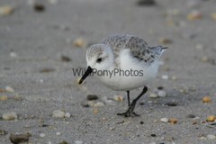 Sanderling Photo, Pick One Image – Various Sizes