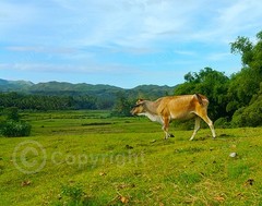 Cow Grazing in the Field, Bohol Philippines, Non-AI Digital Photo Wall Art Image