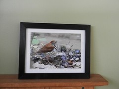 Wood Thrush Photo, Bird, Endangered, Print 5″ x 7″, Bird, Hylocichla mustelina
