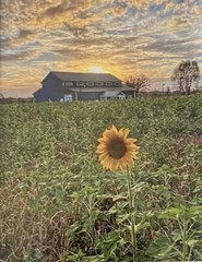 8×10 glossy original photo. Original. Picture of a sunflower