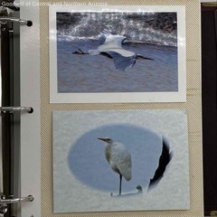 Wildlife Birds and their Natural Habitat in Collector’s Photo Album-Purple Finch