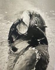 Tom Weber’s Cannery Row Sea Otter Photography.