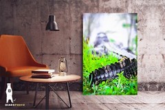 Alligator – Fine Art Photography Prints – by Bear8Photo