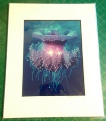 Jellyfish Photograph By Mike Bacon, 5×7 In 8×10 Mat
