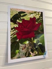 Garden Rose #1 – landscape photography 8.5X11