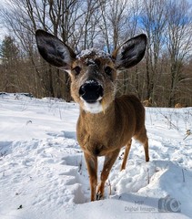 Digital Image Picture Photo Wallpaper Background Desktop Art Deer Catskills NY