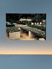 Lot Of 34 Haiti 1979 Ocean Village Resort 35mm Color Slides