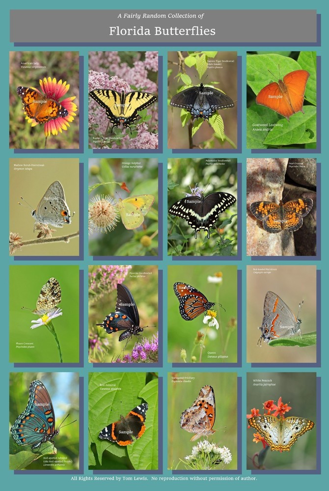 Butterflies of Florida Poster Hi-Res 13X19 A3+ Butterfly Insects Lepidoptera