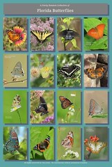Butterflies of Florida Poster Hi-Res 13X19 A3+ Butterfly Insects Lepidoptera
