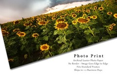 Sunflower Field Photography Print Storm Picture Kansas Photo Farmhouse Decor