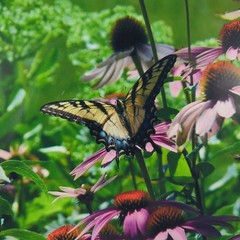 Eastern Tiger Swallowtail 8 x 10 Color Photo by Shirley Strom
