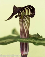 RON VAN DONGEN: One Picture Book Ltd Ed SIGNED w Photo ‘Arisaema Angustatum’ NEW