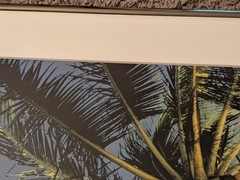 Vintage 1994 Robin L White Signed Palm Tree Tropical 23½»x10⅞»Framed Photo