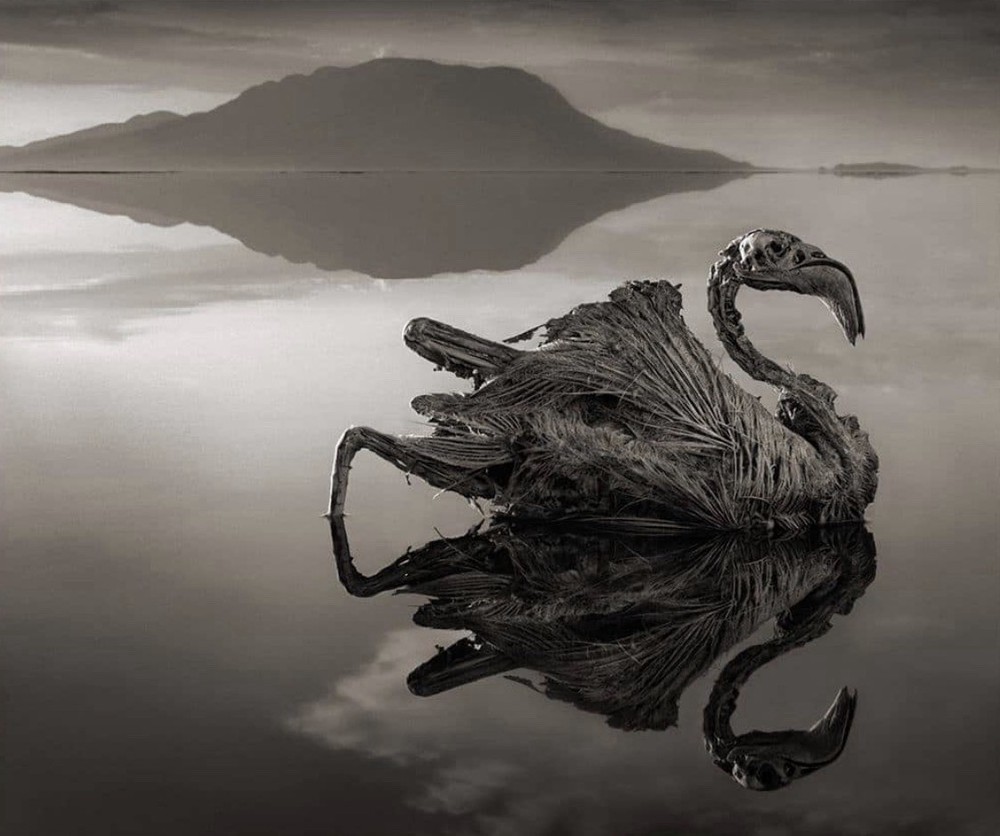 Petrified Reflected Flamingo, Lake Natron. Photogravure By Nick Brandt